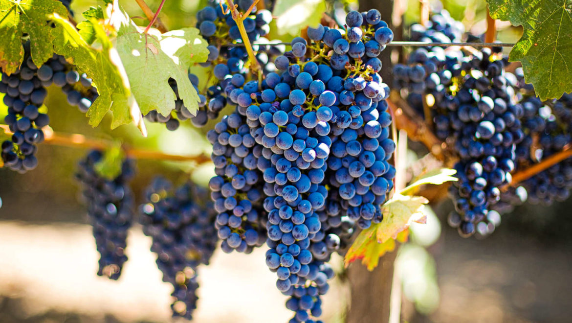 Varieteteve të rrushit të rritura në Francë