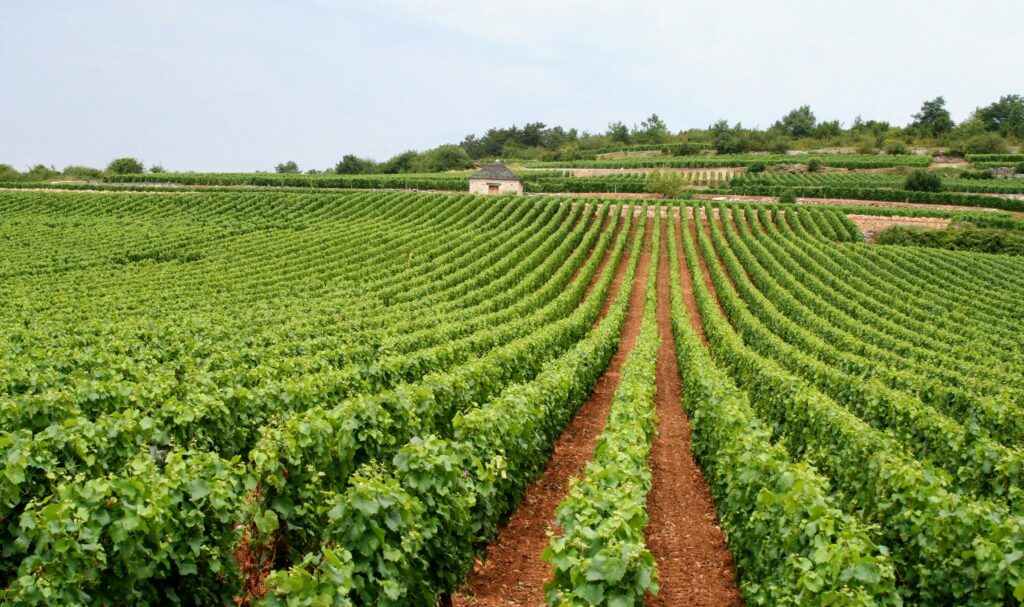 Çfarë është Terroir i Bordeaux: Pamje e tokës me zhavorr që i jep cilësinë unike verërave Grand Cru Classé