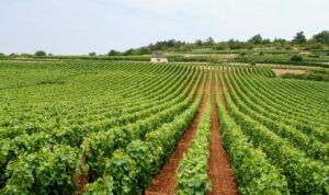 Çfarë është Terroir i Bordeaux: Pamje e tokës me zhavorr që i jep cilësinë unike verërave Grand Cru Classé