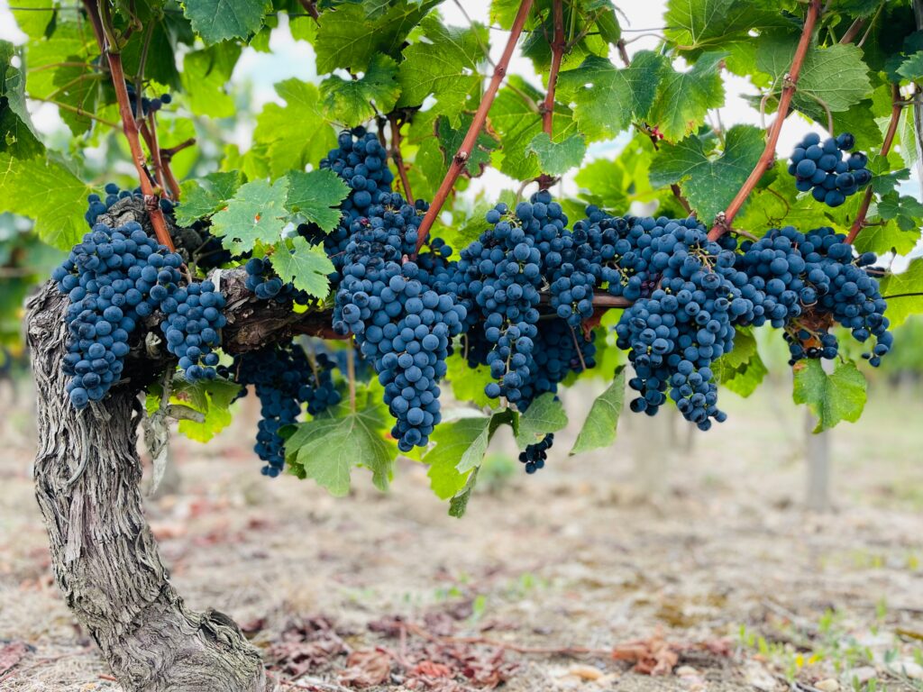 Verera pomerol ne shqiperi. Foto ilustruese e nje vreshte ne Pomerol