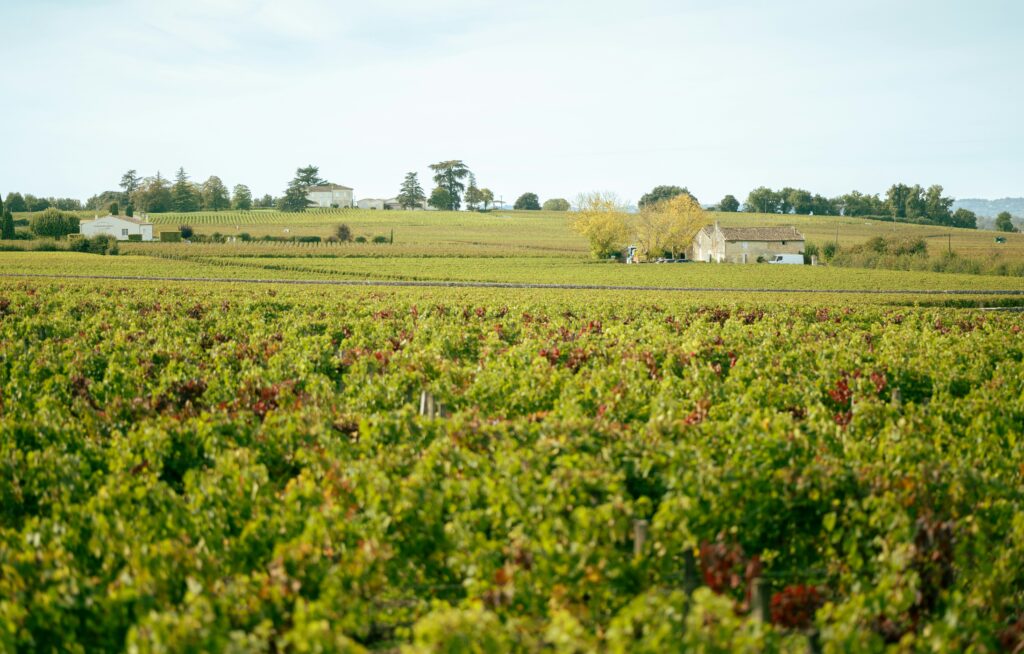 Klasifikimi Bordeaux 1855. Foto ilustruese e nje vreshti ne Bordeaux